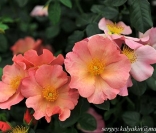 Три новых розы от Harkness Roses